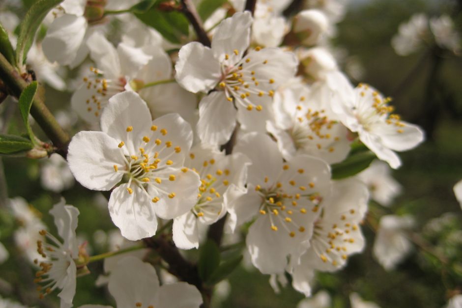 White cherry blossoms in full spring bloom — spring-flowering trees should not be pruned in winter in Surrey BC
