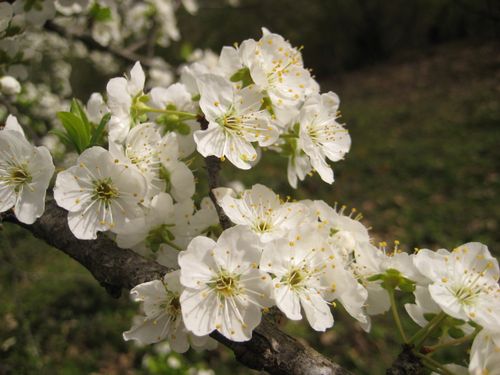 Free Beautiful close-up of white cherry blossoms in full bloom during springtime with soft sunlight. Stock Photo