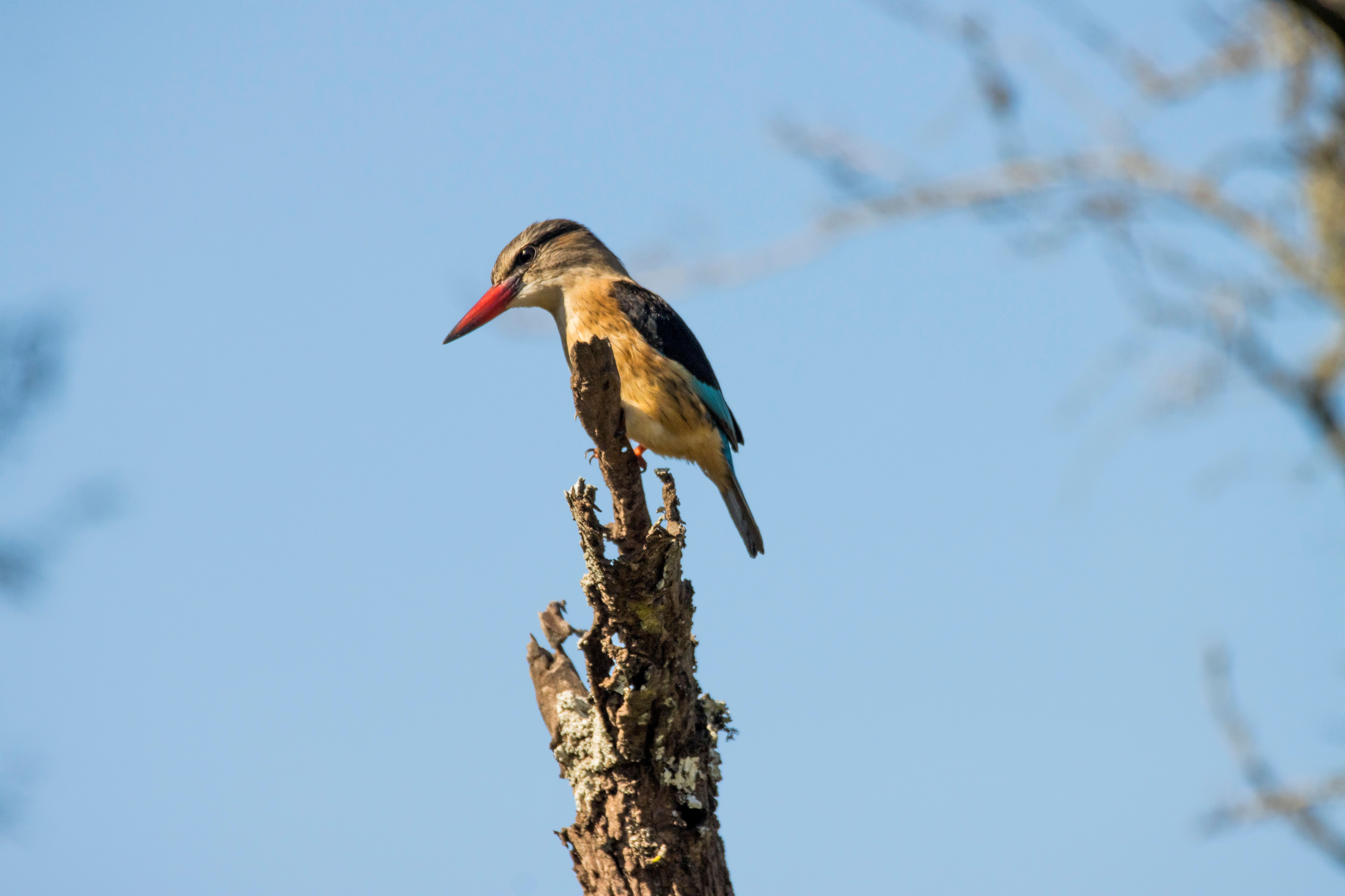 A vibrant kingfisher sits on a tree branch against a clear blue sky.