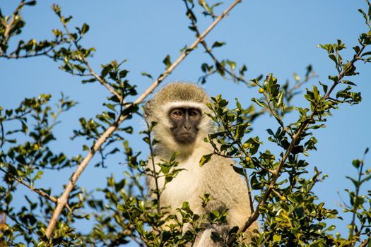 Vervet monkey nestled among tree branches against a clear blue sky.