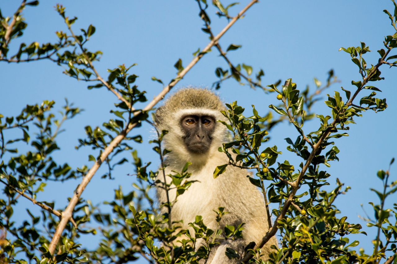 vervet monkey nestled among tree branches against a clear blue sky
