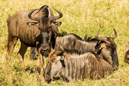 kenya wildlife