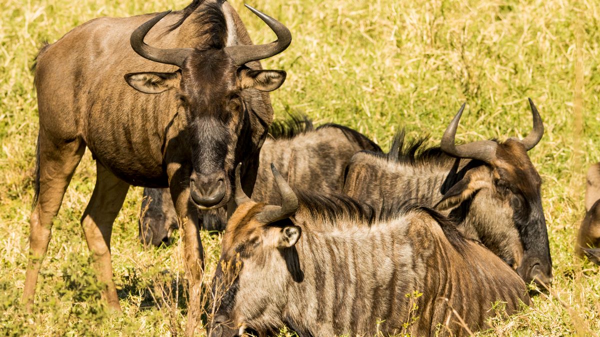 Dolu Dolu Kenya Safari Turu Rotası