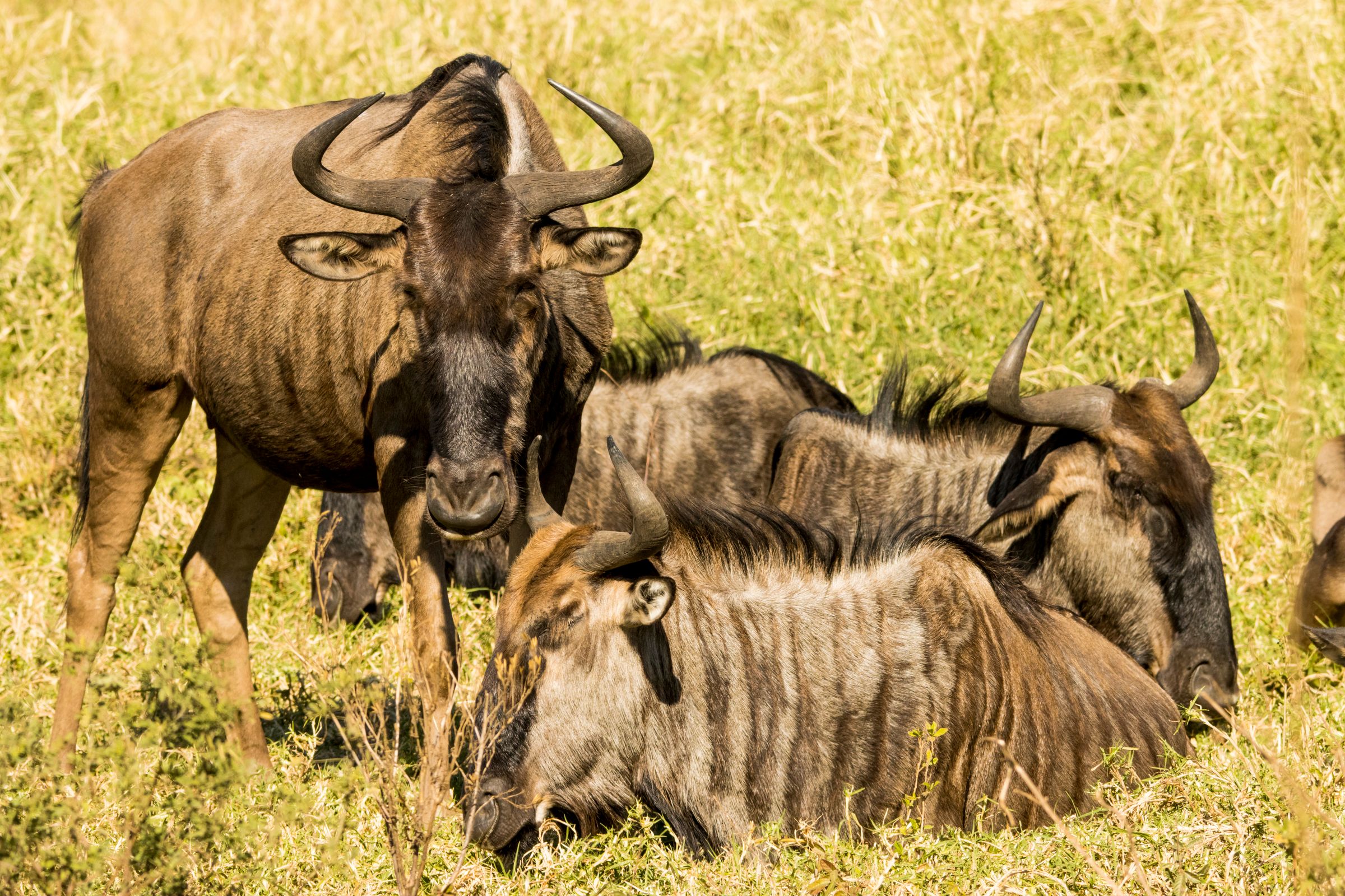 Serengeti wilde beesten Gnoes