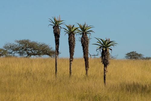 Free Four aloe trees stand tall in a grassy African savanna under a clear blue sky. Stock Photo