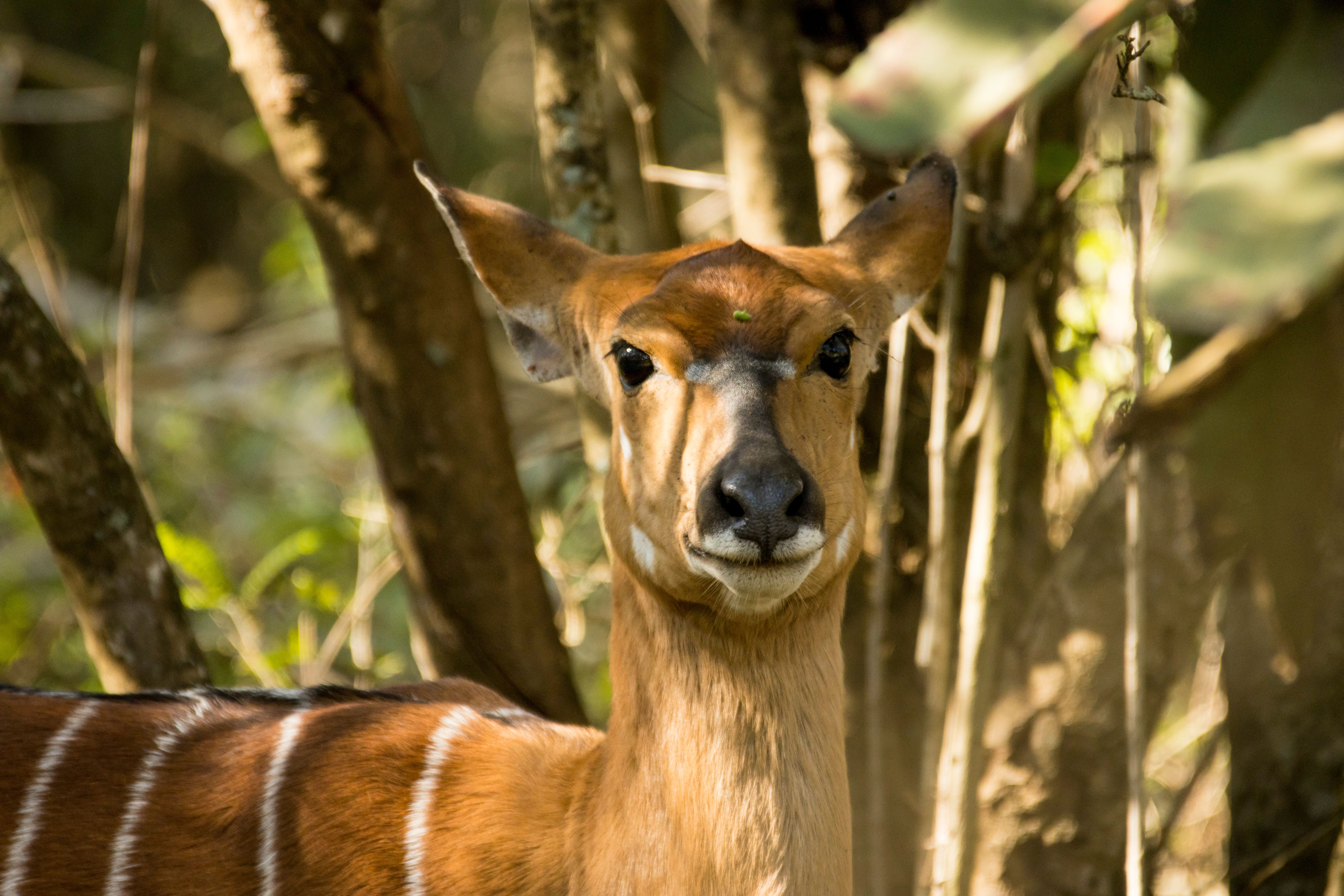 Close-up of a Nyala in Natural Woodland Habitat · Free Stock Photo