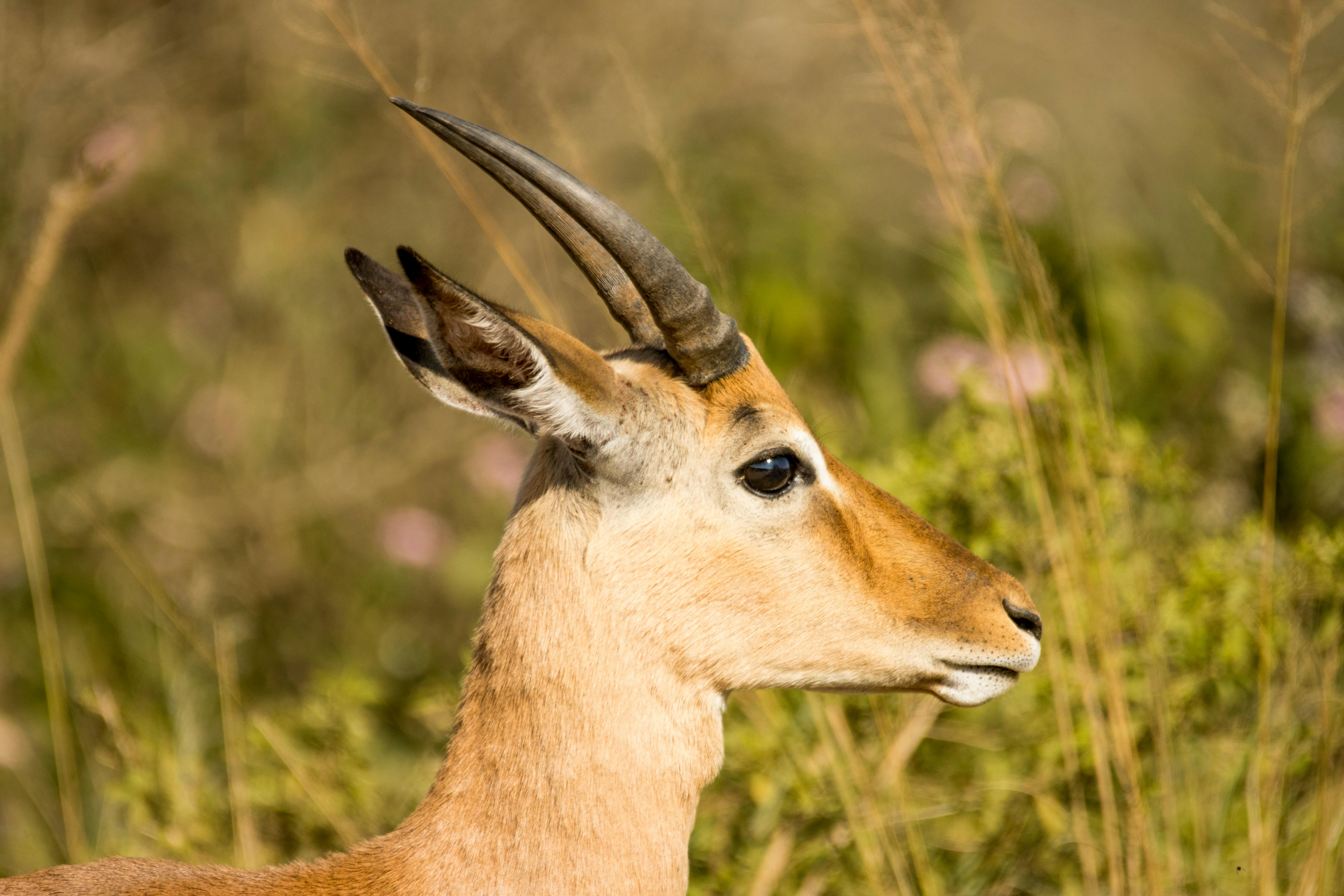 Gratuit Vue latérale d'un impala sauvage dans son environnement naturel. Idéal pour les présentations animalières. Photos