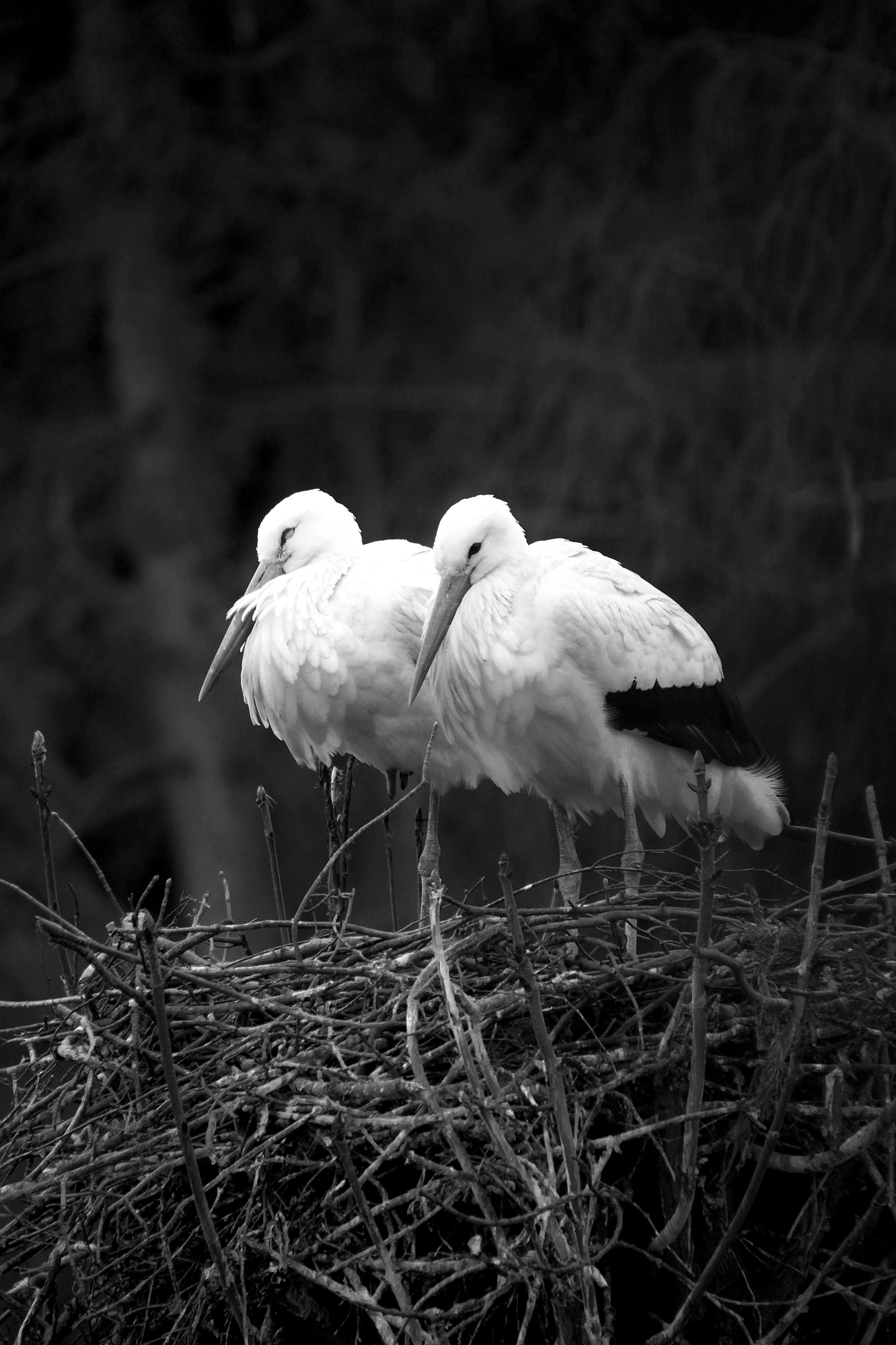 Black and white photo of a stork pair on their nest in Germany.