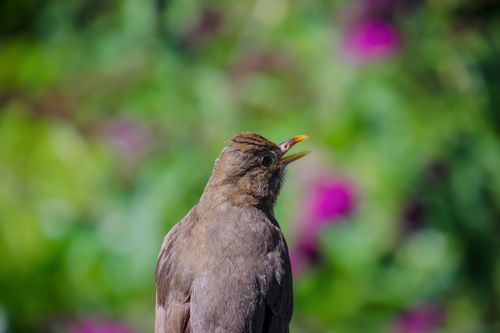 Free Close-up of a common blackbird singing in a vibrant Bavarian garden. Stock Photo