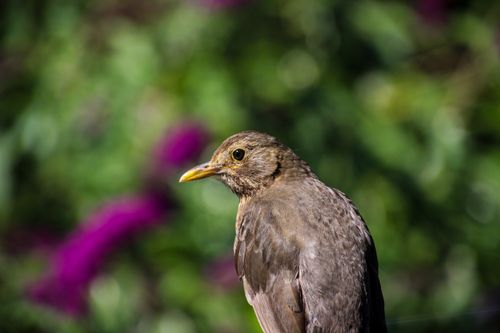 Free A close-up of a blackbird against a vibrant green and purple background in Bavaria, Germany. Stock Photo