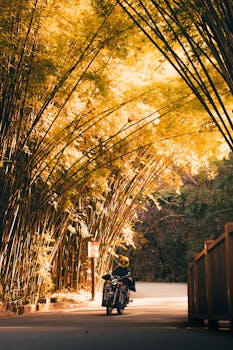 Motorcyclist rides through a sunlit bamboo grove, creating a serene and peaceful scene outdoors.