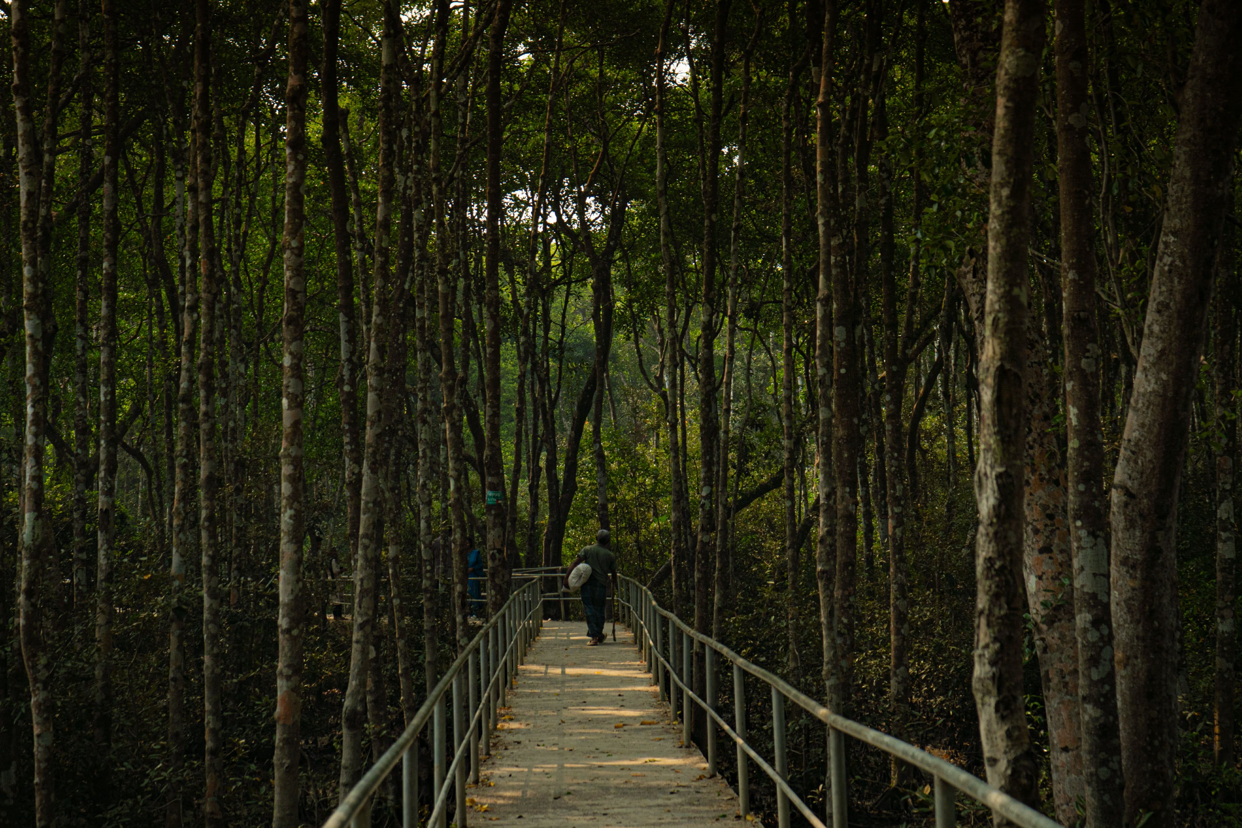 Dos personas pasean por un sendero de madera a través de un exuberante bosque de manglares, rodeados de altos árboles.