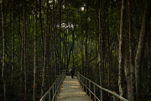 Two people stroll down a wooden path through a lush mangrove forest, surrounded by tall trees.