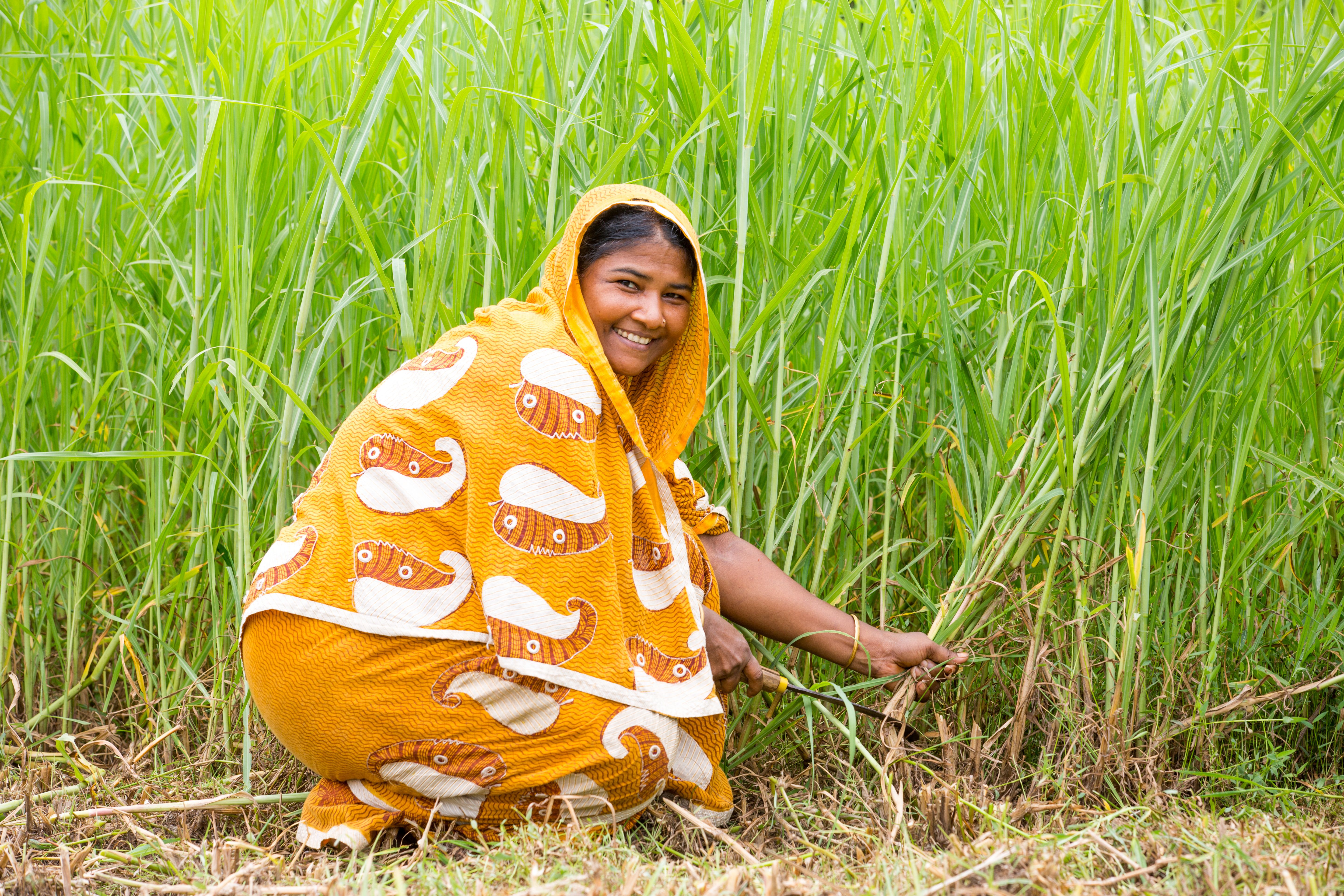 A joyful female farmer harvesting sugarcane in Chattogram, Bangladesh, showcasing traditional agriculture.
