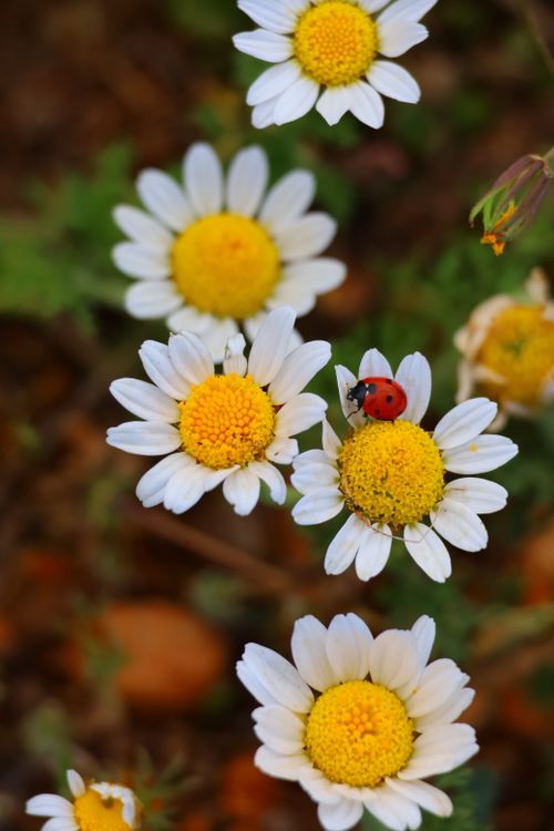 Free Close-up of a ladybug on vibrant daisy flowers, showcasing nature's beauty and springtime freshness. Stock Photo