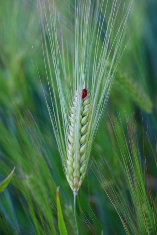 Free Close-up of a ladybug resting on a vibrant green wheat spike in a field. Stock Photo