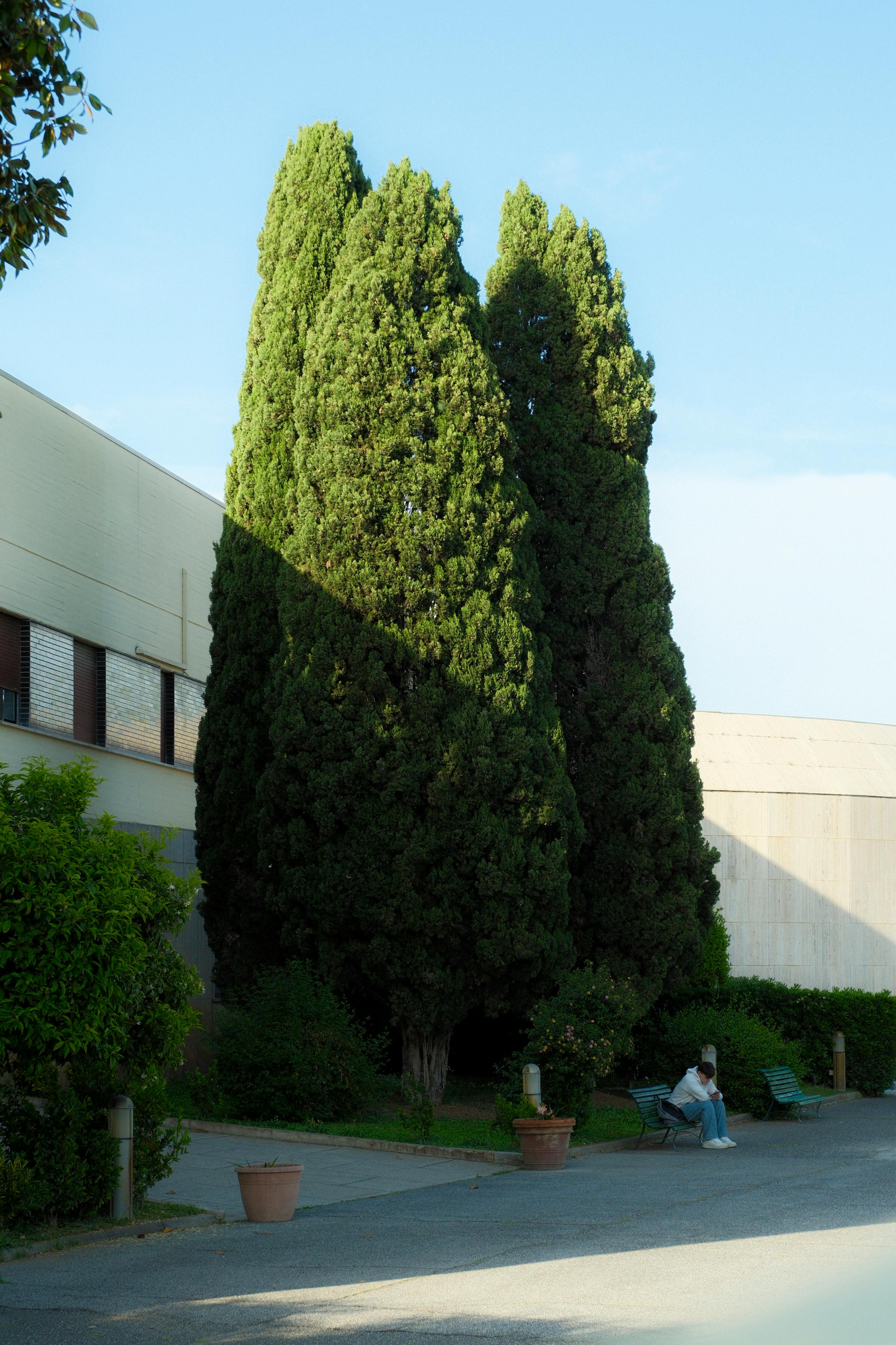 Peaceful courtyard with Cypress trees and a lone person on a bench.