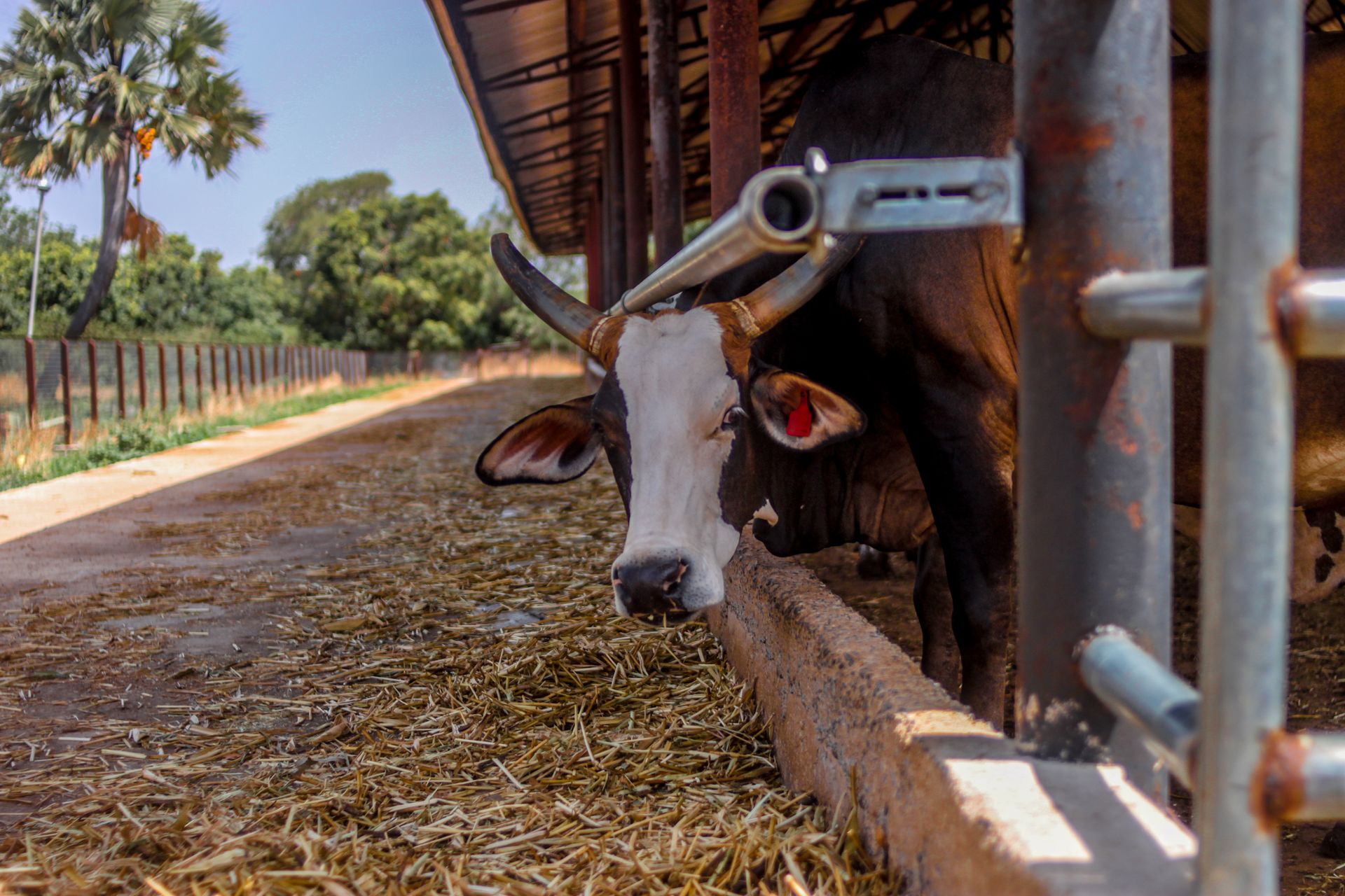 Close-up of a cow in a shaded farm stable in Jos, Nigeria.