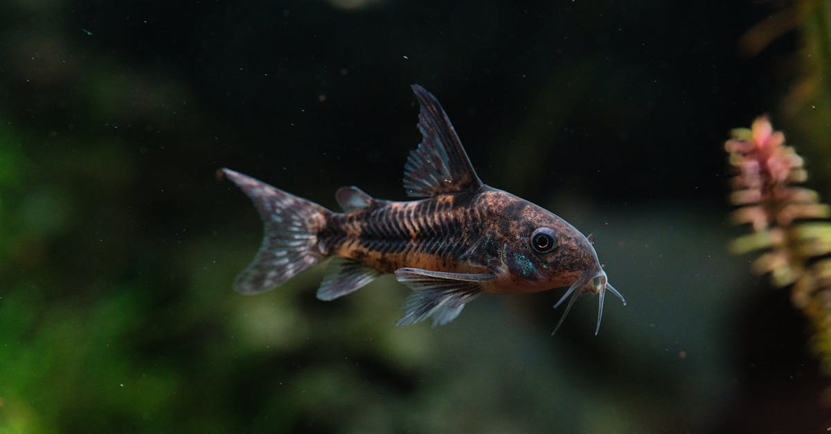 為什麼泉一國際在日內瓦發明展中獲得全場總冠軍?