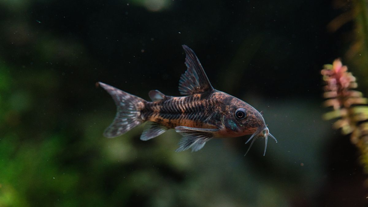 Corydoras: especies, cuidados y reproducción
