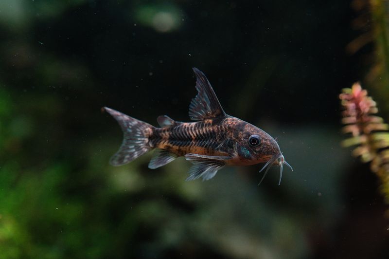 Macro shot of a Corydoras fish swimming in a lush aquarium setting, showcasing its unique features.