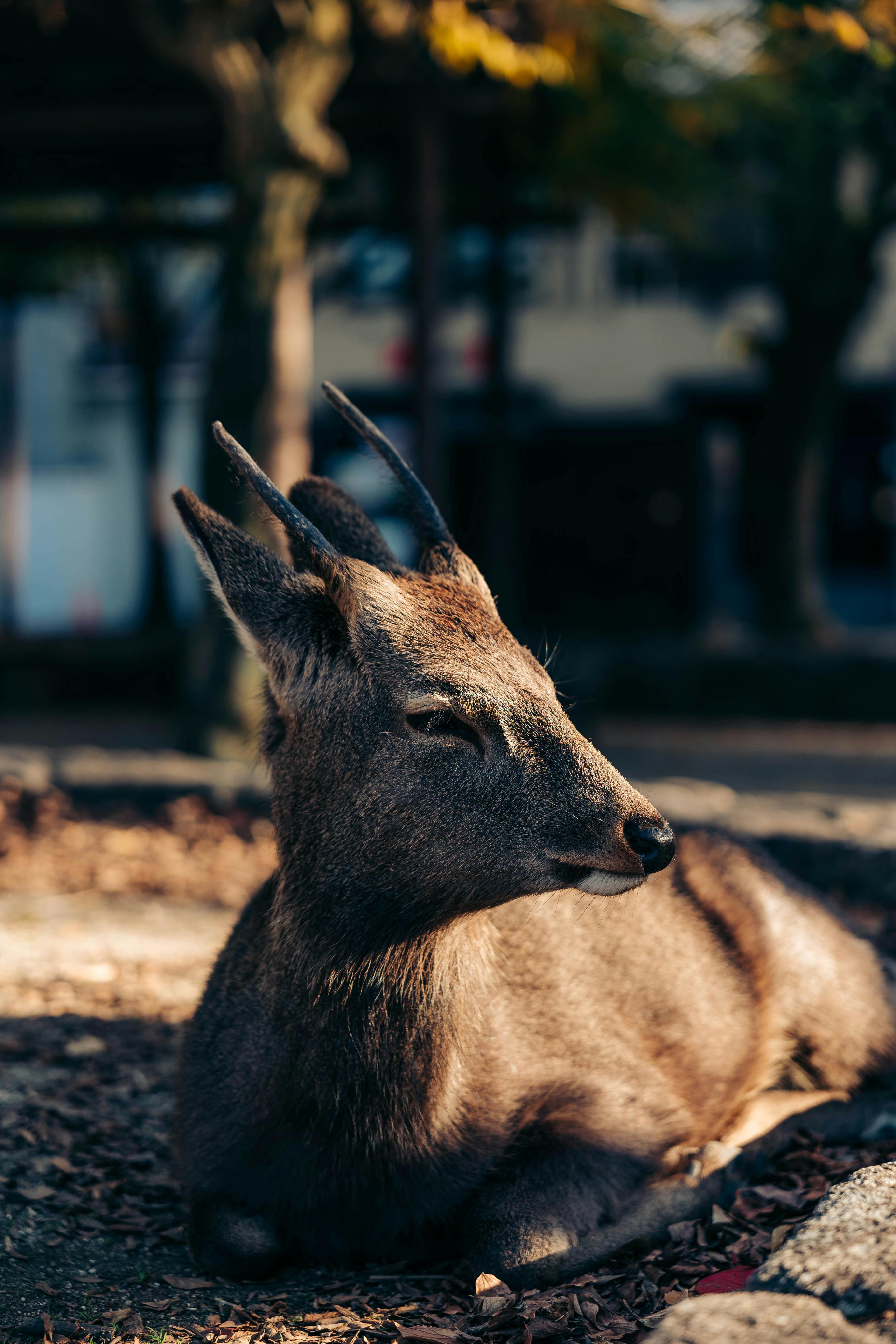 grátis Um cervo calmo descansa em uma clareira ensolarada na floresta, projetando sombras suaves. Foto profissional
