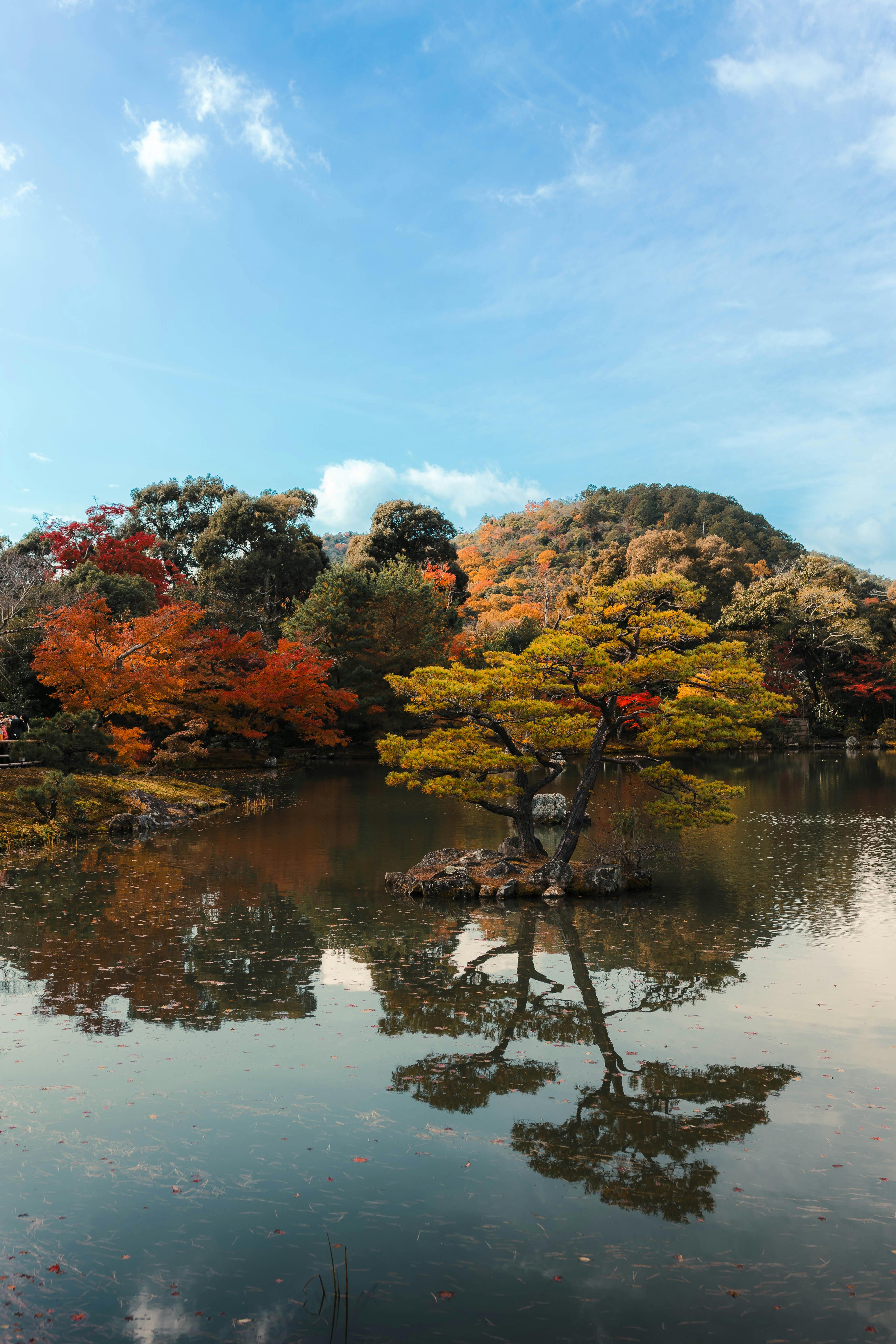 Gratis Pemandangan taman Jepang yang tenang dengan warna-warna musim gugur tercermin di kolam yang tenang di bawah langit yang cerah. Foto Stok