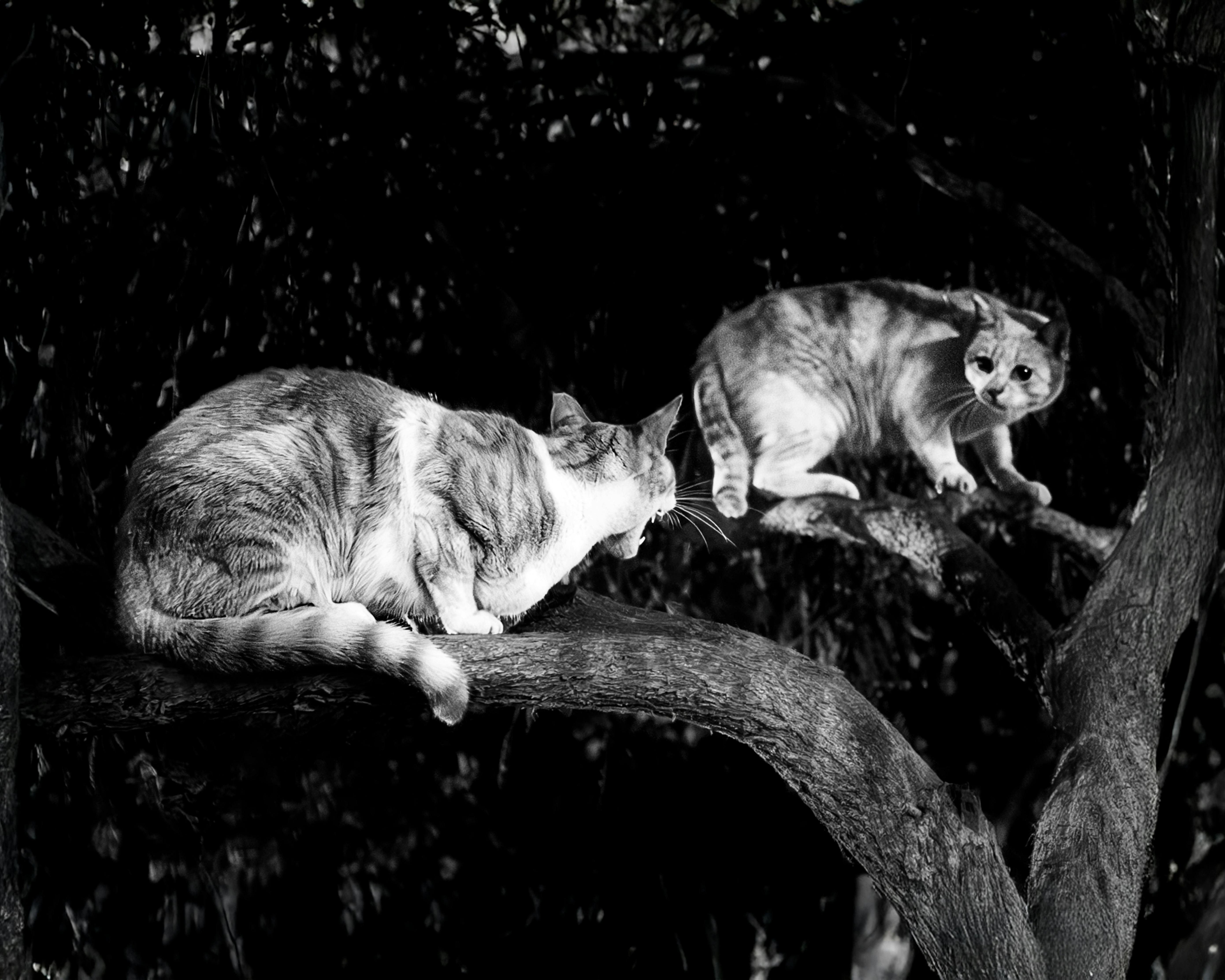 Building Trust During Conflict: Effective Strategies