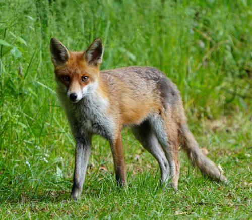 Free A red fox standing on lush green grass, captured in Rickmansworth, England. Stock Photo