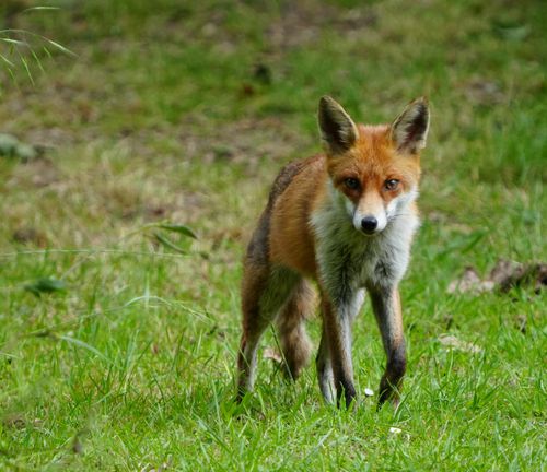 Free A curious red fox stands alert in a grassy meadow in Rickmansworth, England. Stock Photo