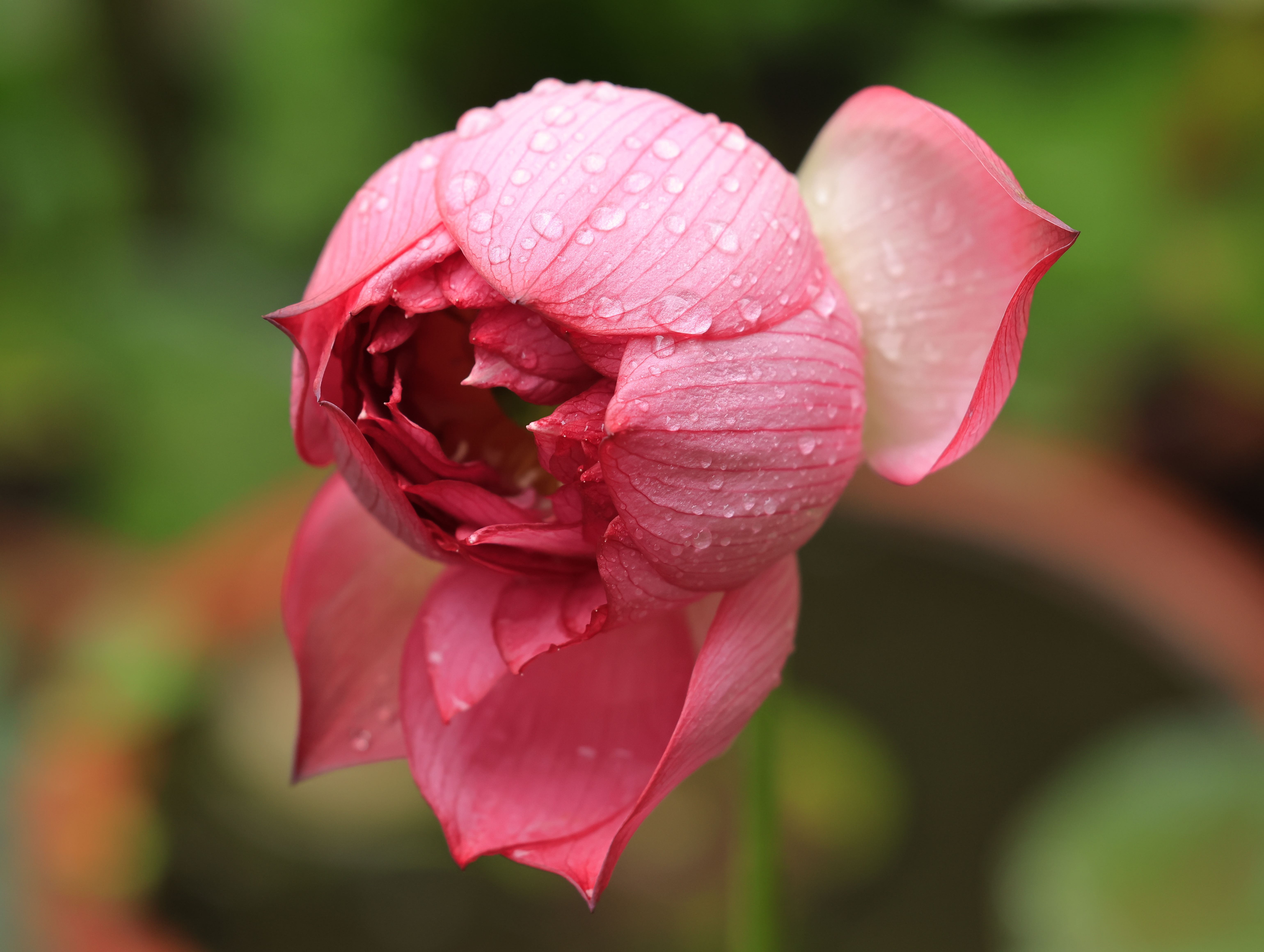 Pink Lotus Flower With Raindrops Close up Free Stock Photo