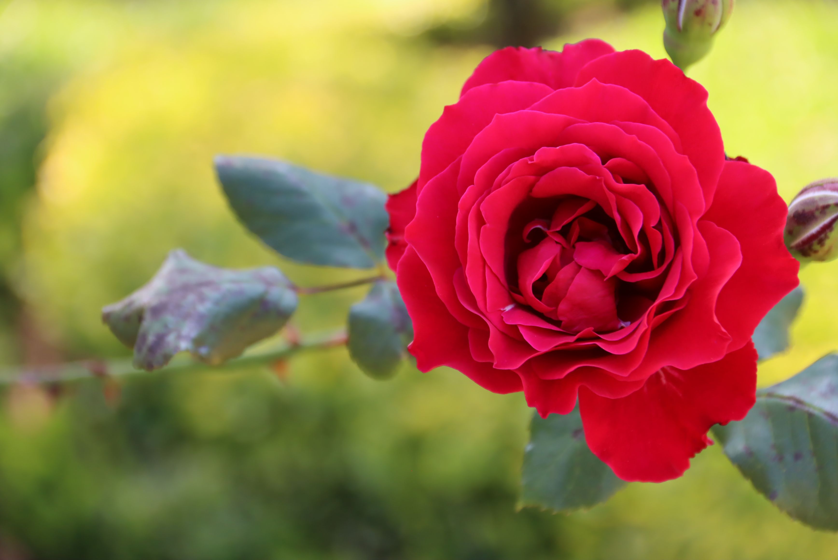 Vibrant Red Rose in Bloom in Portuguese Garden · Free Stock Photo