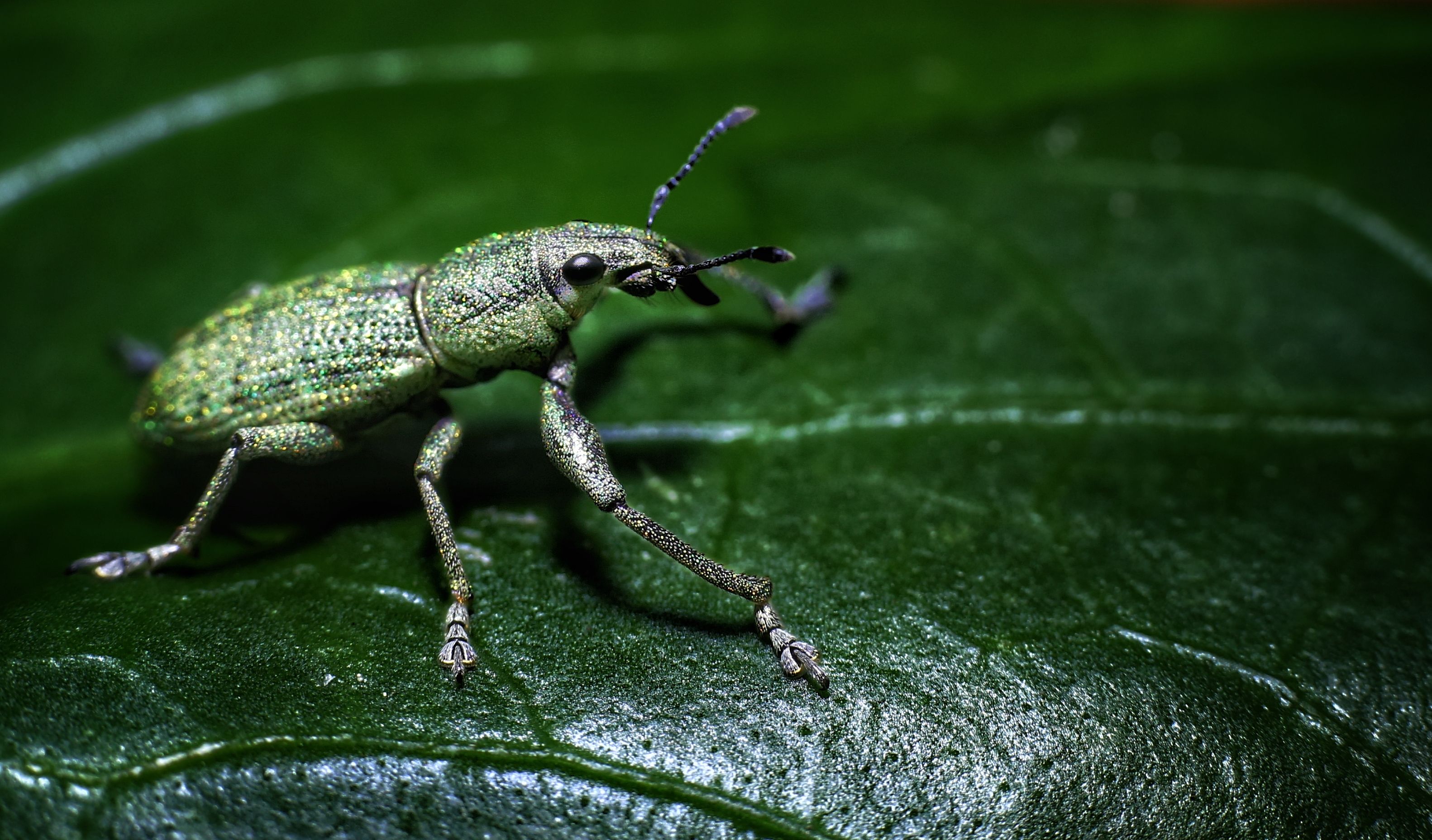 Close-up of a Colorful Weevil on Leaf in Nature · Free Stock Photo