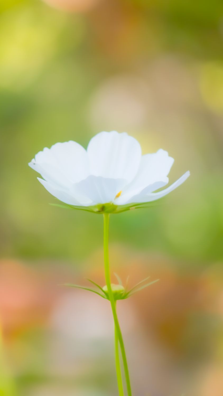 elegant-white-cosmos-flower-in-soft-focus-free-stock-photo