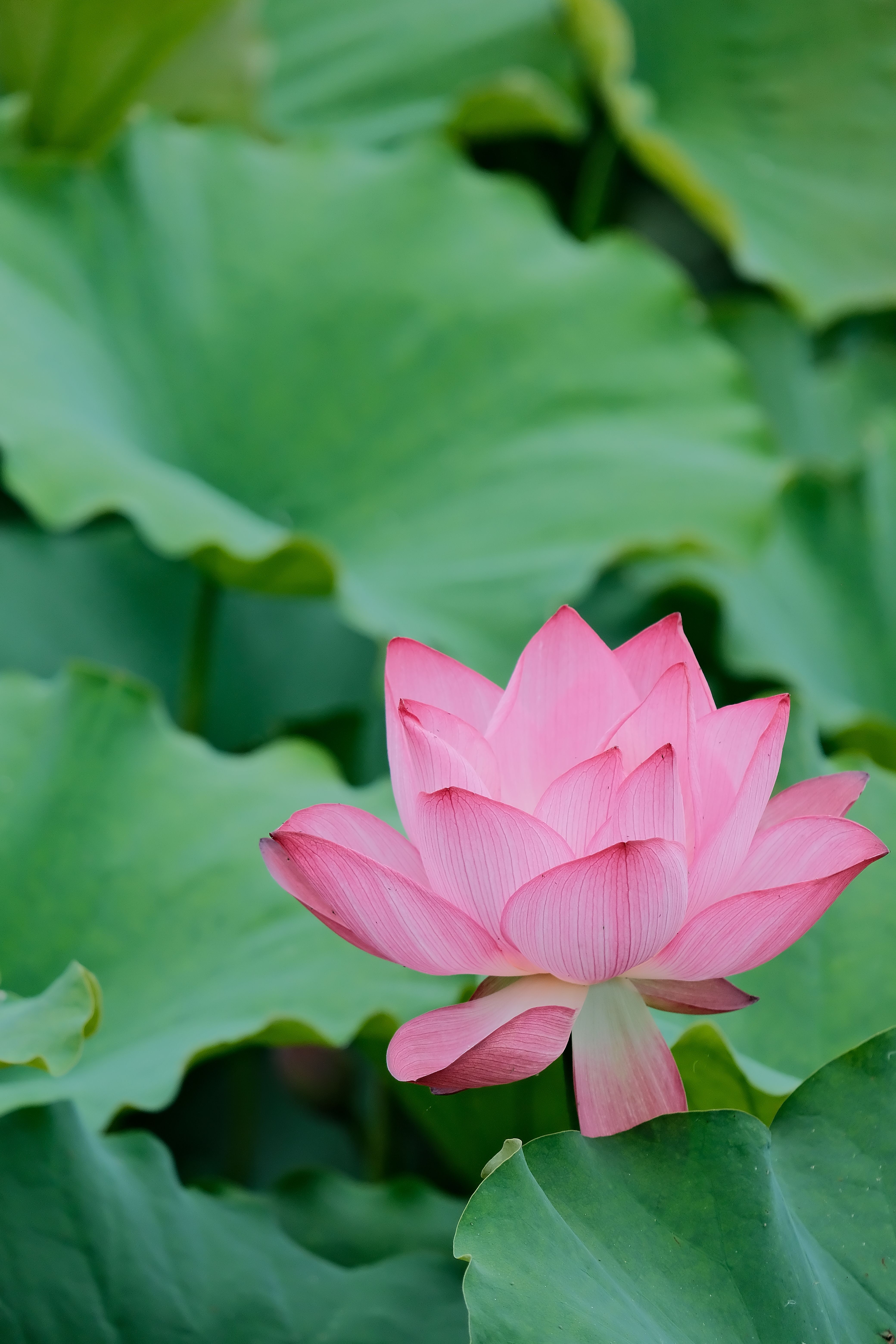 Calming Photos, Download The BEST Free Calming Stock Photos & HD Images