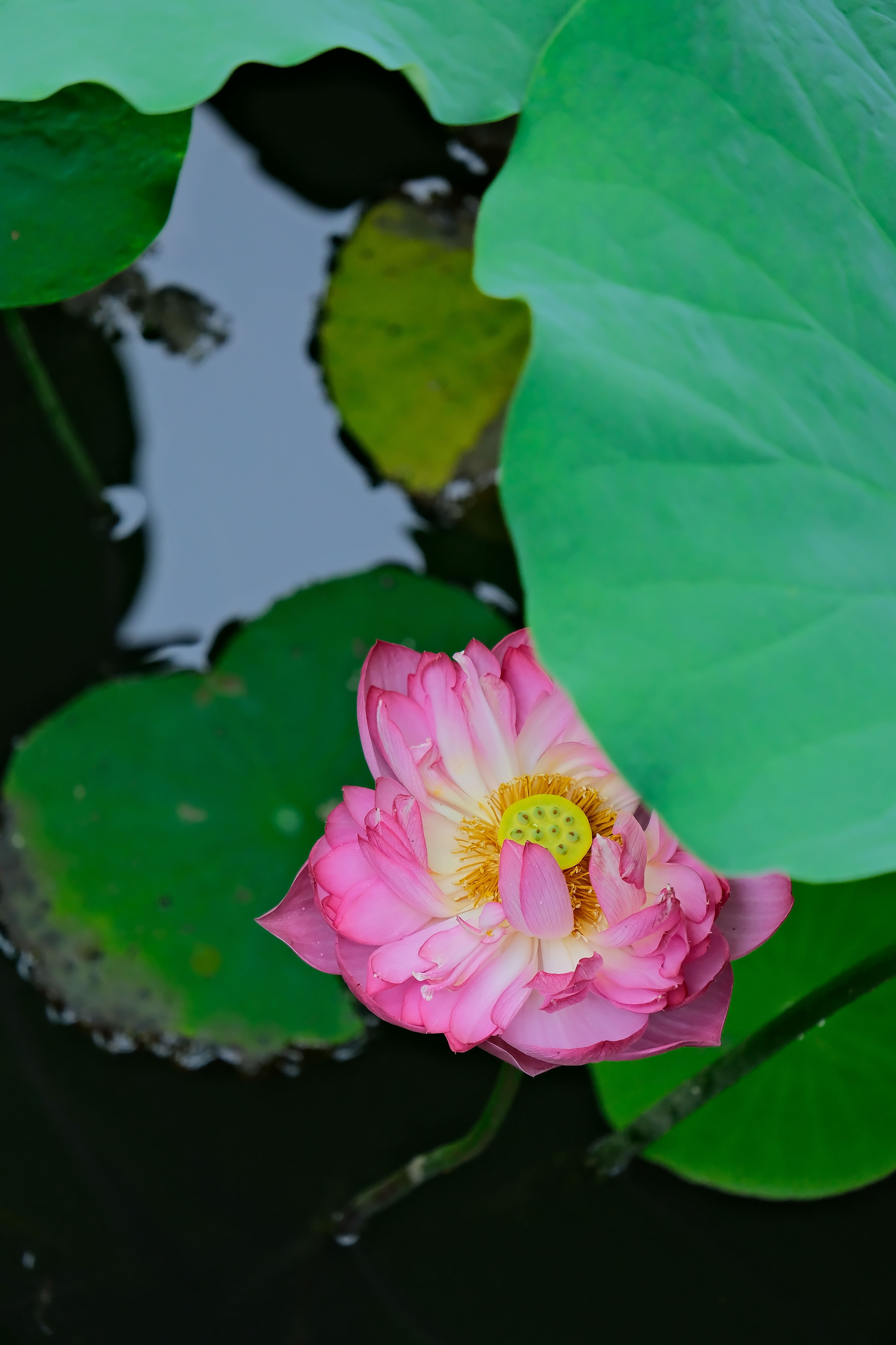 A Close-Up Shot of a Pygmy Water-Lily · Free Stock Photo