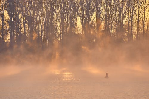 Gratis stockfoto met atmosfeer, bomen, Bos