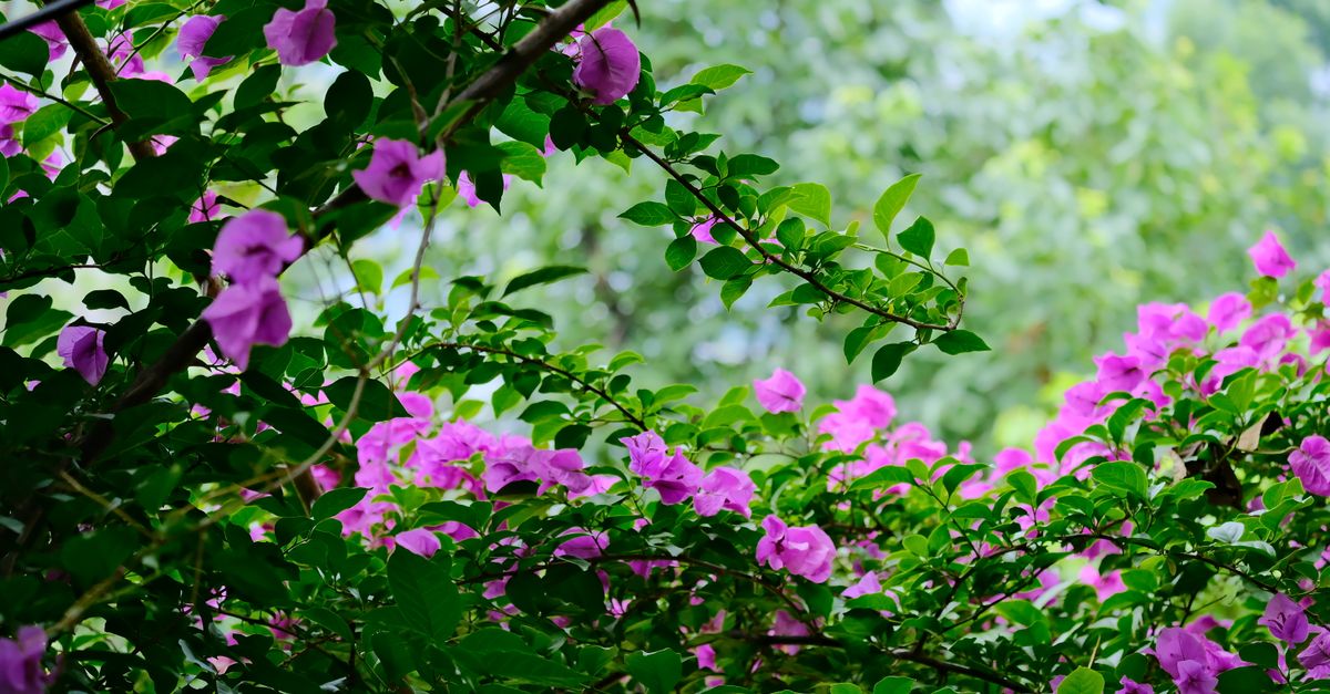 Cómo combatir plagas en el jardín de forma natural