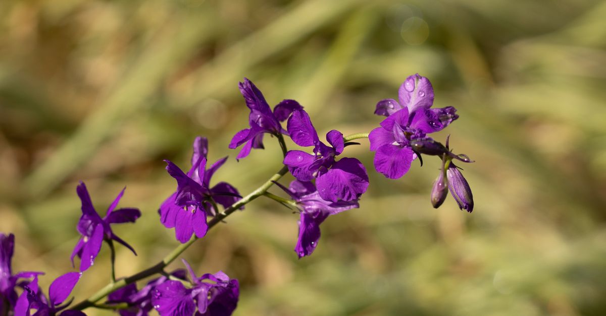 Close-up of vibrant purple larkspur flowers with dew in a sunny outdoor setting.