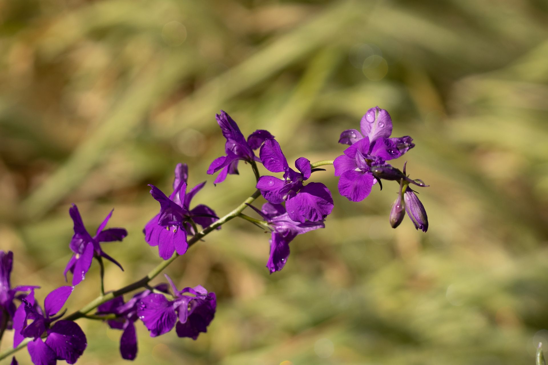 Close-up of vibrant purple larkspur flowers with dew in a sunny outdoor setting.