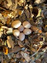 Closeup of Bird Eggs in Forest Nesting Area