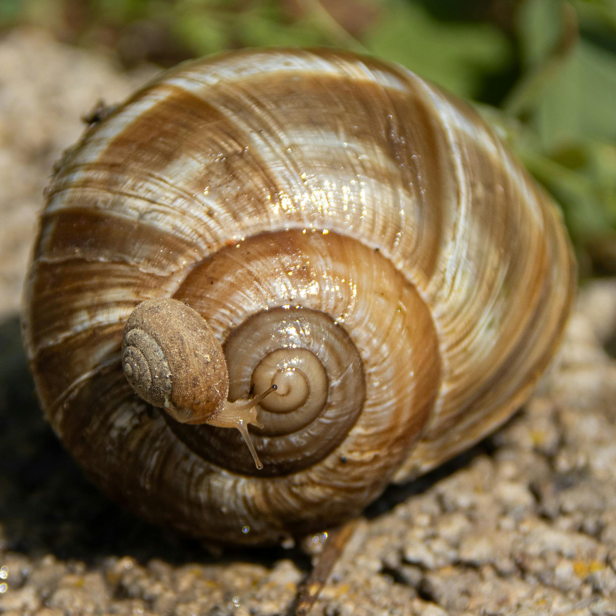 Close-Up of Snail on Textured Shell Outdoors · Free Stock Photo