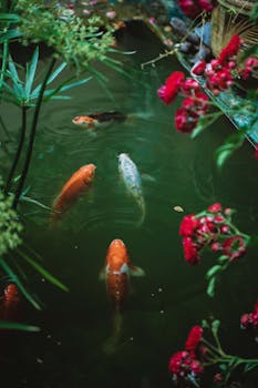 Vibrant koi fish swim in a lush pond surrounded by red flowers and greenery.