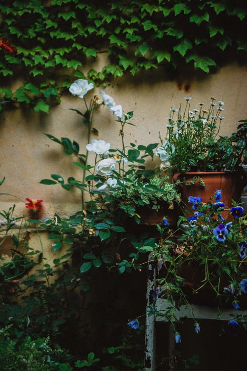 Free A serene garden scene featuring white roses, blue flowers, and lush greenery. Stock Photo