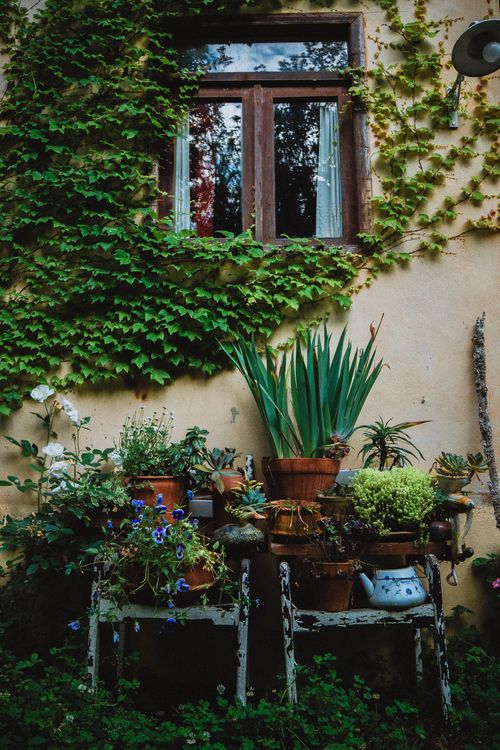 Free Rustic garden scene with potted plants against an ivy-covered wall and rustic window. Stock Photo