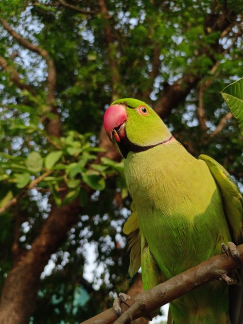 Free Close-up of a green parrot with a red beak sitting on a branch amid lush greenery. Stock Photo