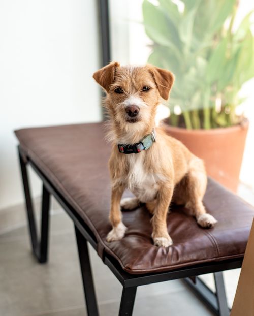 Free Adorable small terrier mix dog with a collar sitting on a leather bench indoors by a potted plant. Stock Photo