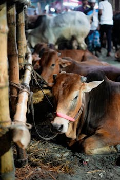 Cows in the market for sale