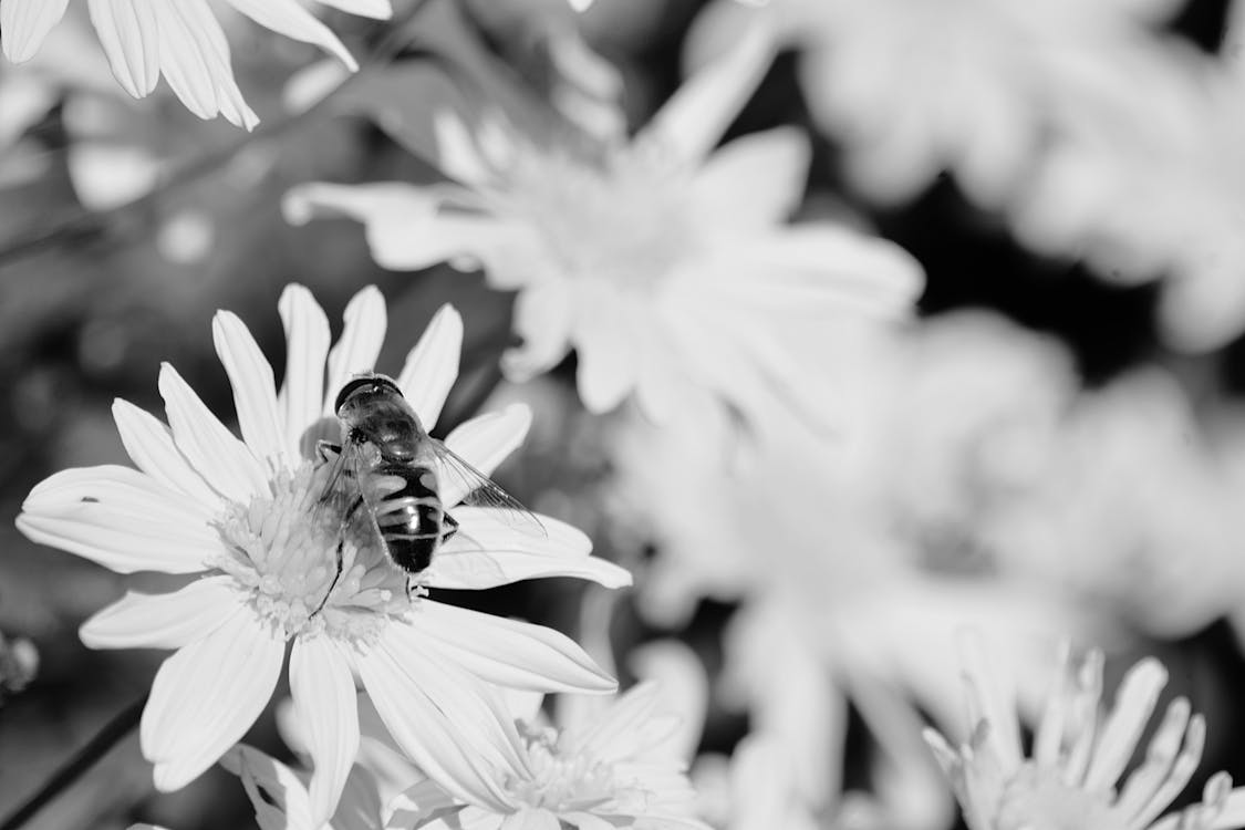 бесплатная Крупный план пчелы на цветке Стоковое фото