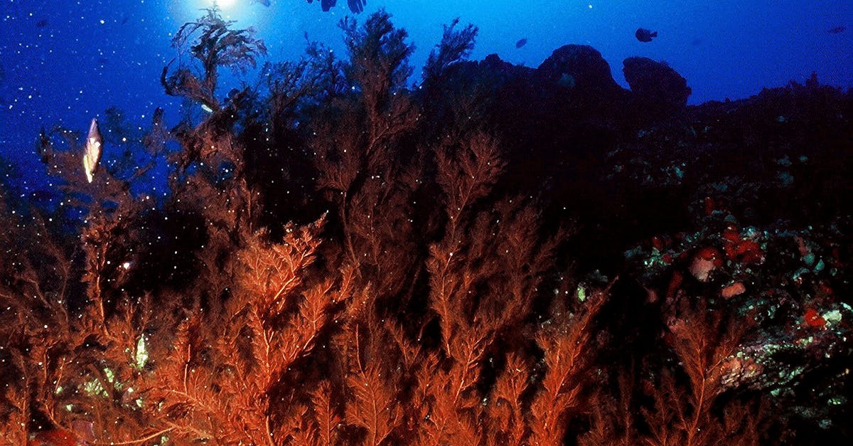 Free stock photo of underwater